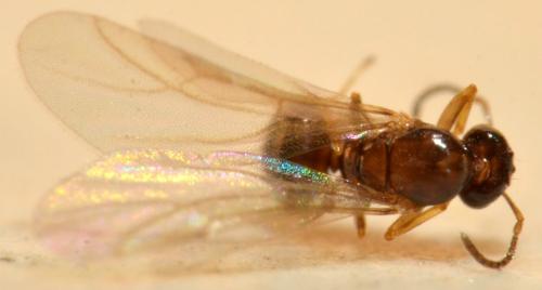Plagiolepis sp.